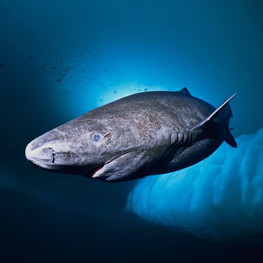 Greenland Shark - The Ancient One